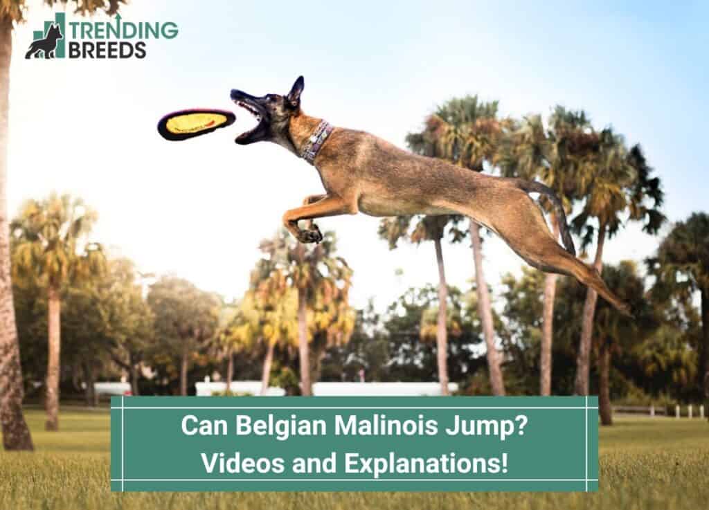 Can-Belgian-Malinois-Jump-template