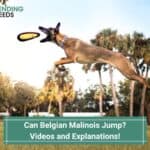 Can-Belgian-Malinois-Jump-template