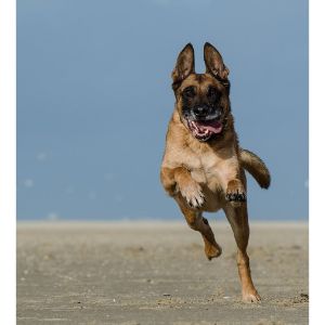 Can-Belgian-Malinois-Run-For-Long-Distances