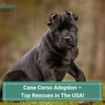 Cane Corso Adoption – Top 13 Rescues in The USA! (2023)