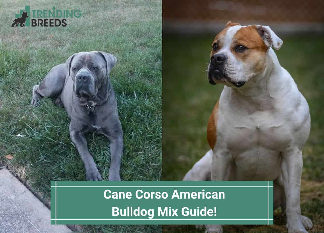 Cane Corso American Bulldog Mix (2023)