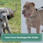 Cane Corso Bandogge Mix Guide! (2022)