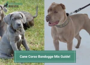 Cane-Corso-Bandogge-Mix-Guide-template