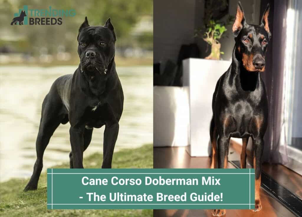 Cane-Corso-Doberman-Mix-The-Ultimate-Breed-Guide-template