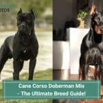 Cane-Corso-Doberman-Mix-The-Ultimate-Breed-Guide-template