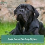 Cane Corso Ear Crop Styles! (2023)