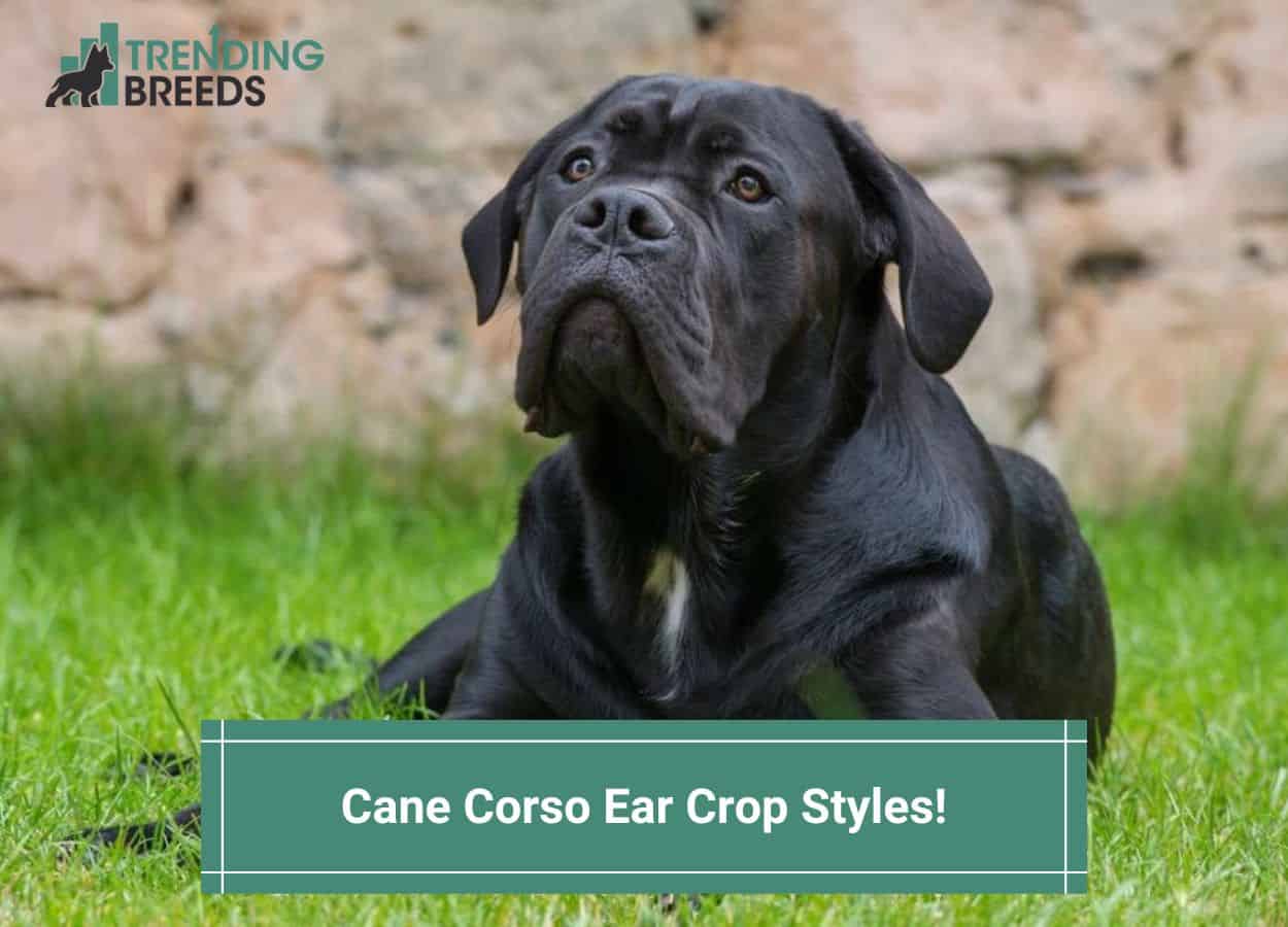 why do they crop cane corso ears