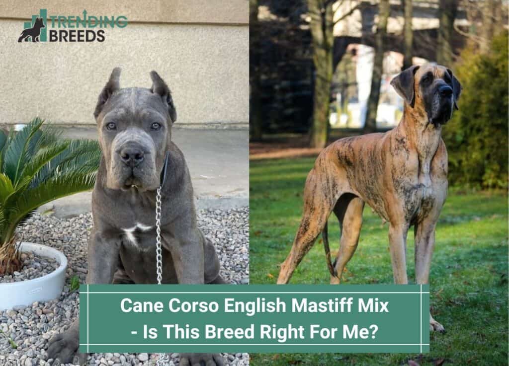 Cane-Corso-English-Mastiff-Mix-Is-This-Breed-Right-For-Me-template