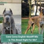 Cane Corso English Mastiff Mix - Is This Breed Right For Me? (2023)