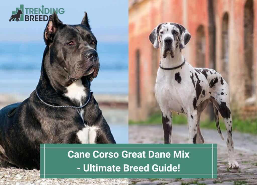 Cane Corso Great Dane Mix – Ultimate Breed Guide! (2022)