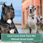 Cane-Corso-Great-Dane-Mix-Ultimate-Breed-Guide-template