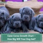 Cane-Corso-Growth-Chart-–-How-Big-Will-Your-Dog-Get-template