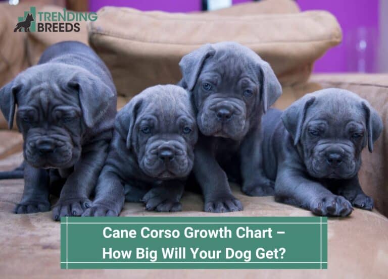 Lush Cane Corso Mastiff Growth Chart Design Illustration Lush Cane Corso Mastiff Growth Chart Design Illustration