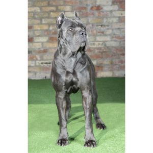 Cane-Corso-Growth-Chart