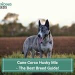 Cane-Corso-Husky-Mix-The-Best-Breed-Guide-template