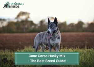 Cane-Corso-Husky-Mix-The-Best-Breed-Guide-template