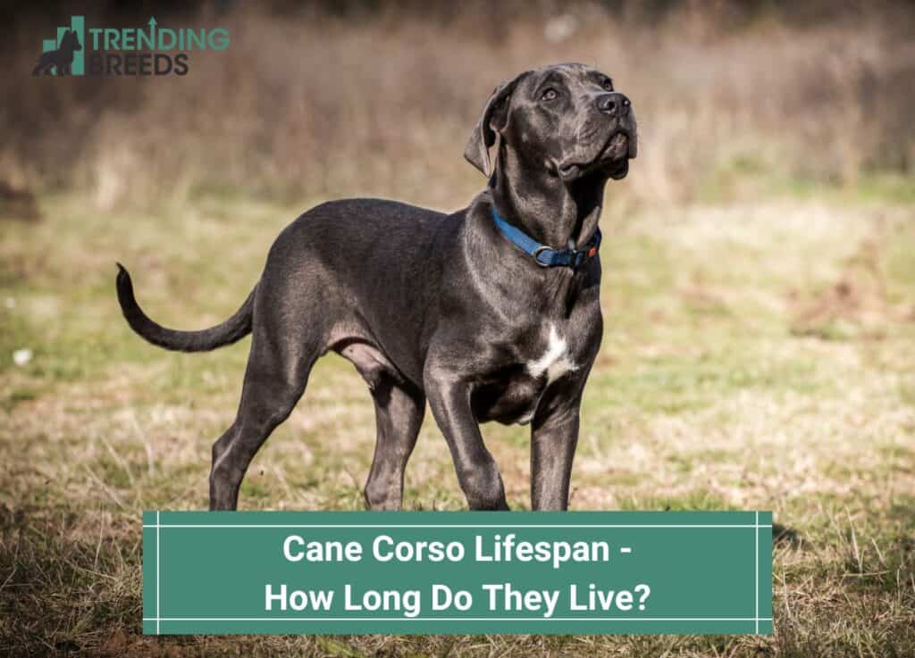 Cane-Corso-Lifespan-How-Long-Do-They-Live-template
