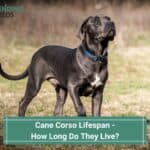 Cane Corso Lifespan - How Long Do They Live? (2023)