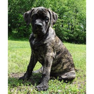 Cane-Corso-Mastiff-History