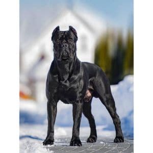 Cane-Corso-Puppies-For-Sale-in-The-USA
