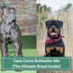 Cane Corso Rottweiler Mix - The Ultimate Breed Guide! (2023)