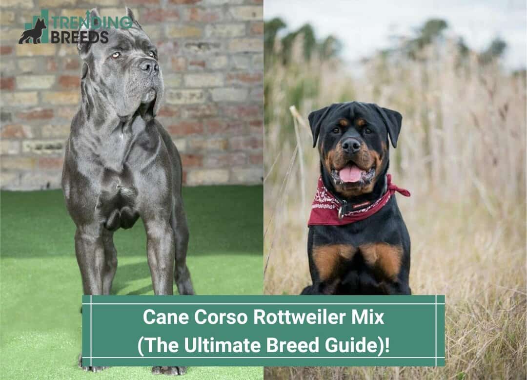 Corso Rottweiler Mix – The Ultimate Breed Guide! (2023)