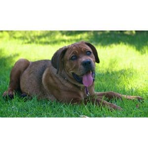 Cane-Corso-Rottweiler-Mix-The-Ultimate-Breed-Guide