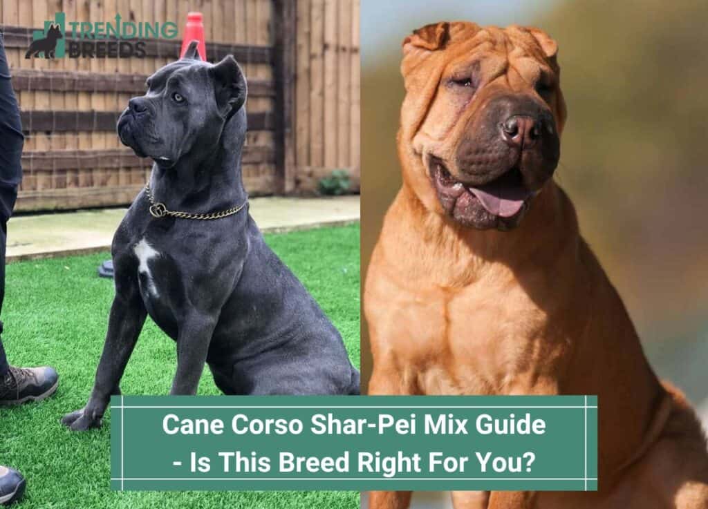 Cane-Corso-Shar-Pei-Mix-Guide-Is-This-Breed-Right-For-You-template