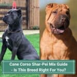 Cane Corso Shar-Pei Mix Guide - Is This Breed Right For You? (2023)
