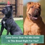 Cane-Corso-Shar-Pei-Mix-Guide-Is-This-Breed-Right-For-You-template