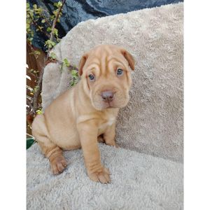 Cane-Corso-Shar-Pei-Mix