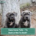 Cane Corso Tails – To Dock or Not To Dock? (2023)