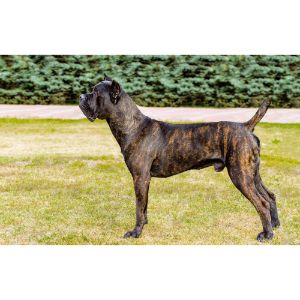 Cane-Corso-Traits