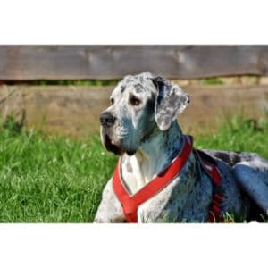 Cane-Corso-and-Great-Dane-Mix