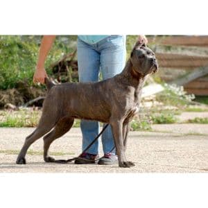 Cane-Corso-de-Italica-Terrae