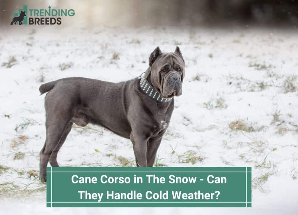 Cane-Corso-in-The-Snow-Can-They-Handle-Cold-Weather-template