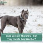 Cane Corso In The Snow - Can They Handle Cold Weather? (2023)