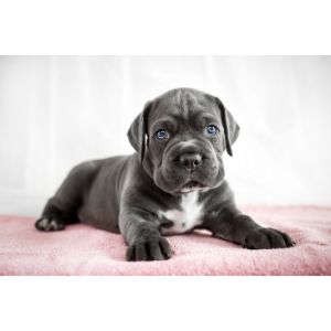 Cane-Corso-puppy