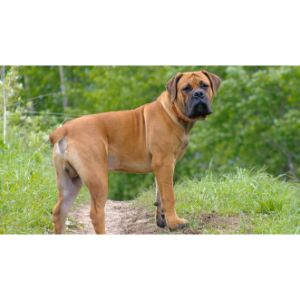 Cane-Corso-vs-Boerboel-Nutrition