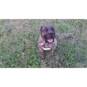 Cane-Corso-vs-Presa-Canario