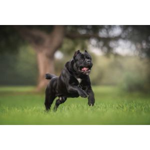 Cane-Corso