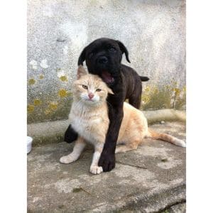 Cane-Corsos-and-Cats