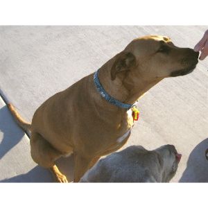 Caring-For-A-Rhodesian-Ridgeback-Pitbull-Mix