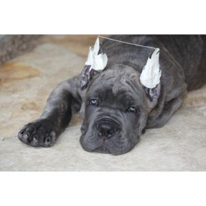 Caring-for-a-Cane-Corso-After-Ear-Cropping
