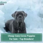 Cheap Cane Corso Puppies For Sale - Top 7 Breeders! (2023)