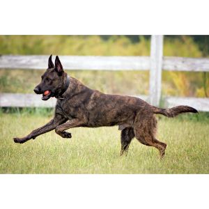 Coat-dutch-shepherd-vs-bel-malinois