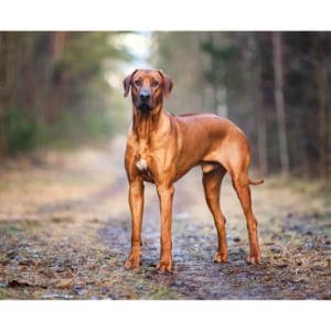 Color-rhodesian