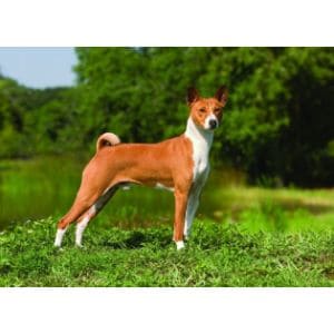 Colorado-Basenji-Rescue