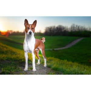 Conclusion-For-Adopt-a-Basenji-Puppy-Top-12-Rescues-in-the-United-States