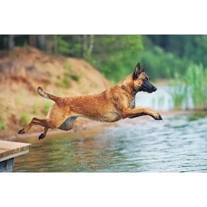 Conclusion-For-Are-Belgian-Malinois-Hypoallergenic